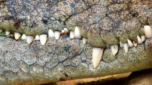 crocodile close dangerous