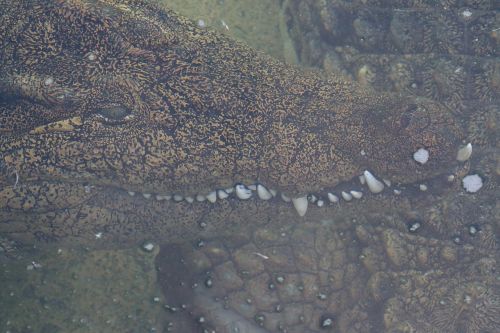 crocodile alligator zoo