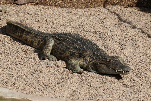 crocodile alligator zoo