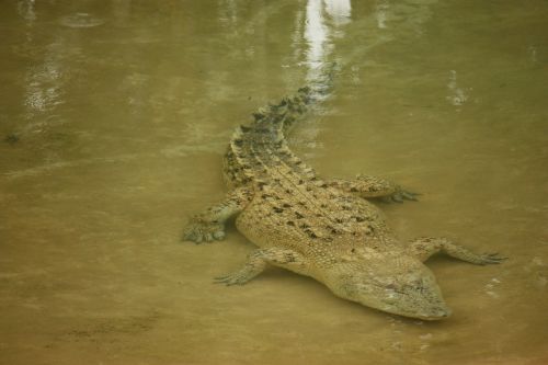 crocodile wild native