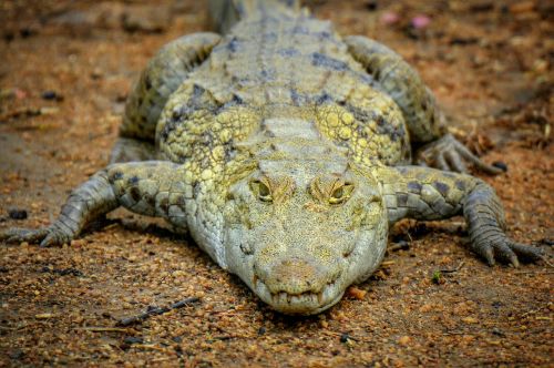 crocodile ghana africa