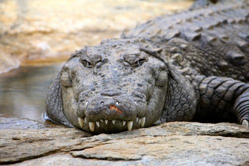crocodile wild nature