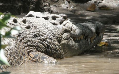 crocodile reserve predator