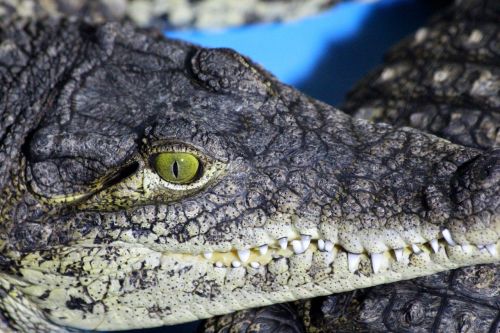 crocodile eye teeth