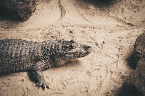 crocodile look sand
