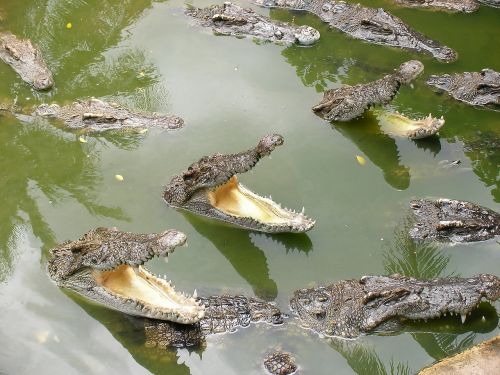 crocodile mouth lunch