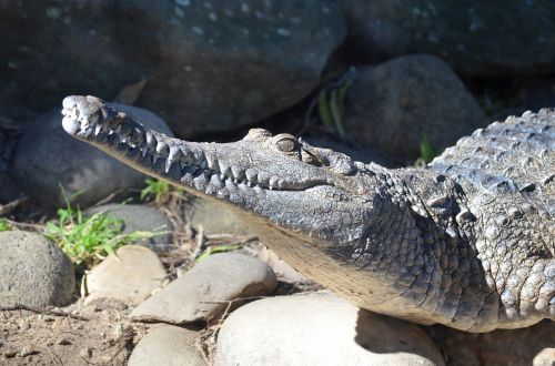 crocodile freshwater crocodile reptile