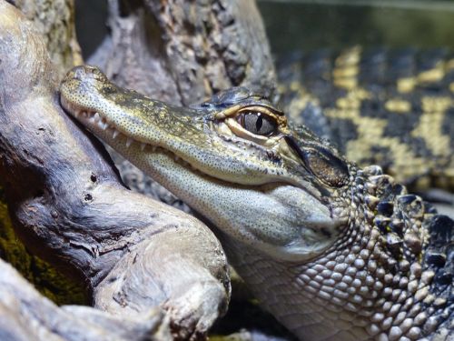 crocodile head reptile