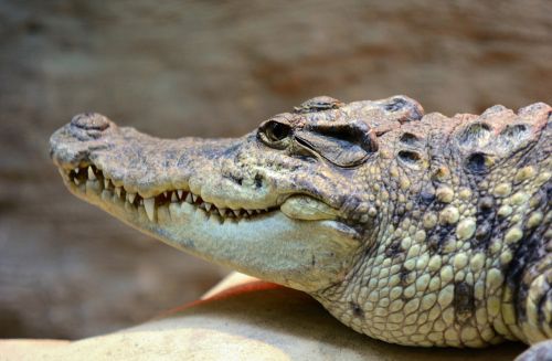 crocodile head alligator