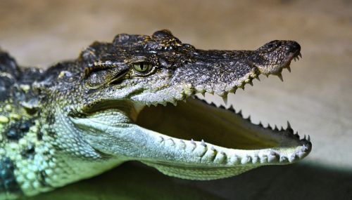 crocodile head alligator