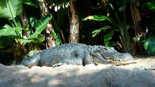crocodile reptile saurópsidos