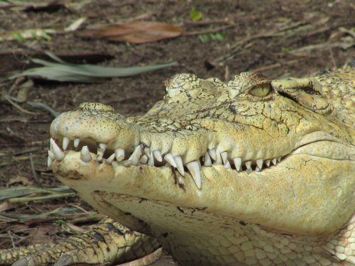 crocodile wild reptile