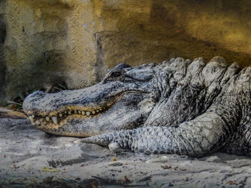 crocodile teeth fear