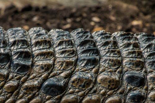 crocodile skin scale