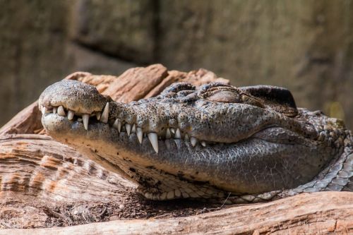 crocodile sleep reptile