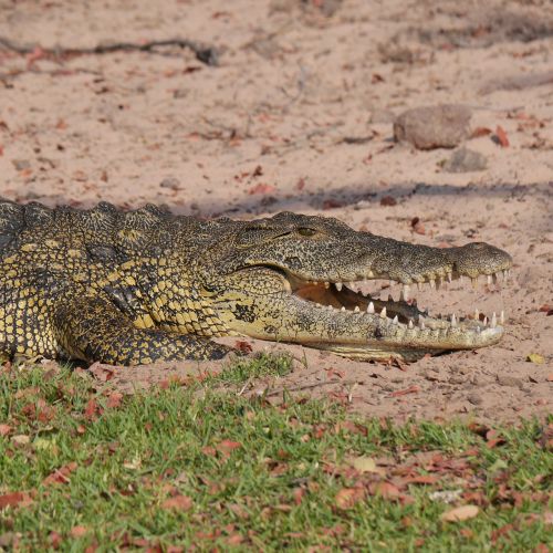 crocodile namibia animals