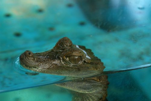 crocodile cub crocodile aquarium