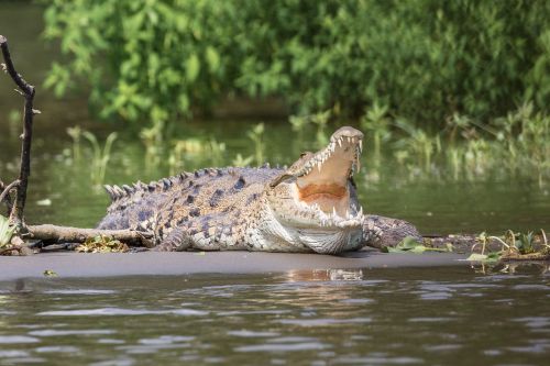 crocodile reptile dangerous