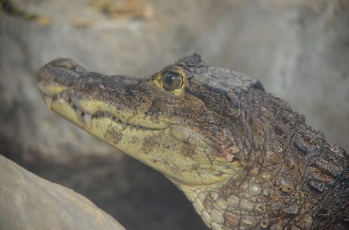 crocodile caiman young