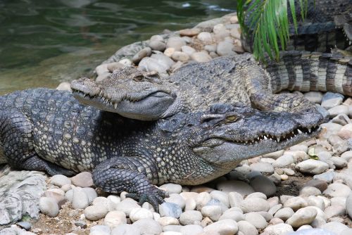 crocodile zoo mouth