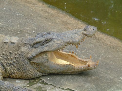 crocodile animal mcgowan
