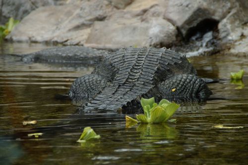 crocodile move dangerous