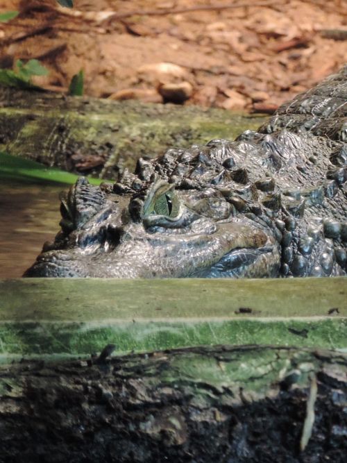 crocodile reptile zoo