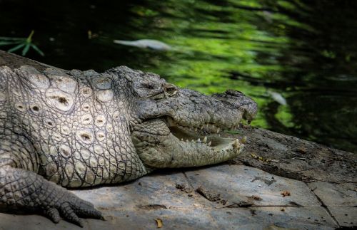 crocodile reptile water