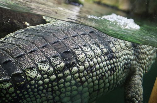 crocodile leather pattern