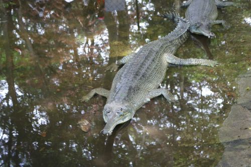 crocodile water nature