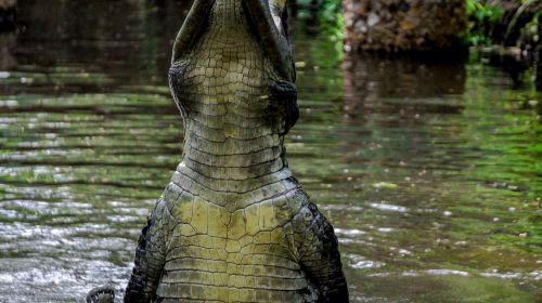 crocodile water chest
