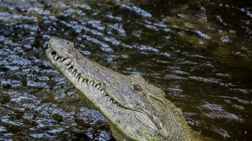 crocodile nature wild