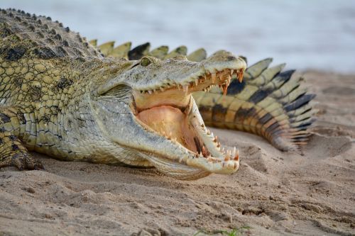 crocodile africa natural park