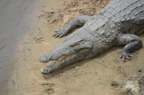 crocodile river africa