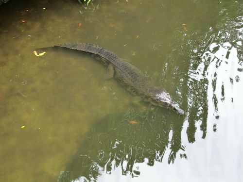 crocodile animal zoo