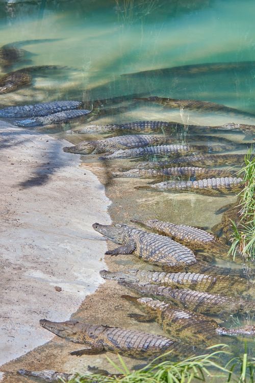 crocodile alligator dangerous