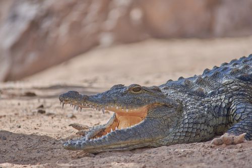 crocodile alligator dangerous