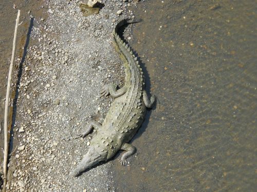 crocodile costa rica reptile