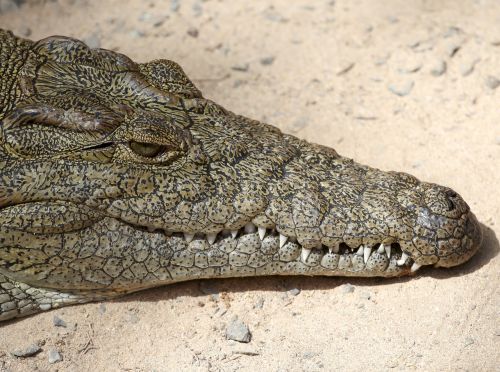 crocodile lizard risk