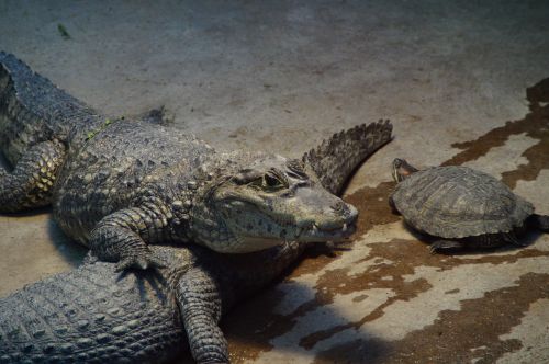 crocodile alligator turtle