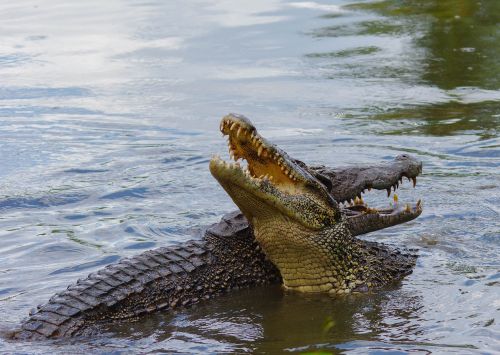 crocodile cuba animal