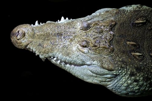crocodile head animal