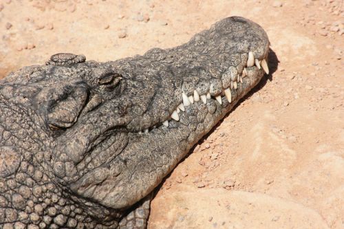crocodile cayman animal