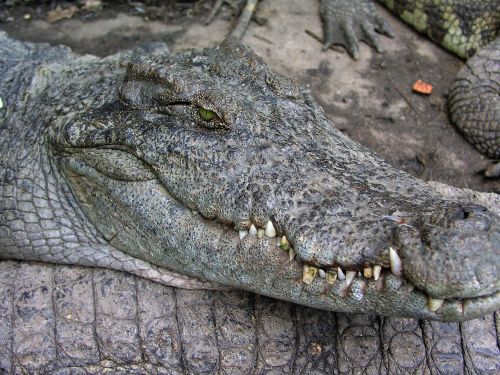 crocodile lizard animals