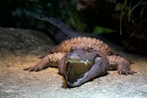 crocodile zoo predator