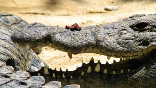 crocodile alligator reptiles