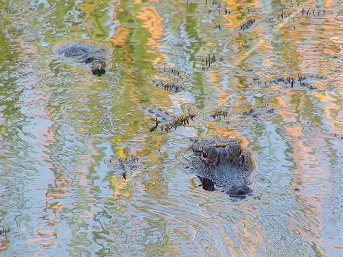 crocodile wilderness dangerous