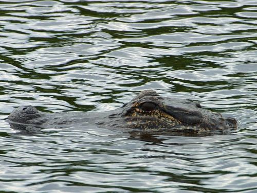 crocodile wilderness dangerous