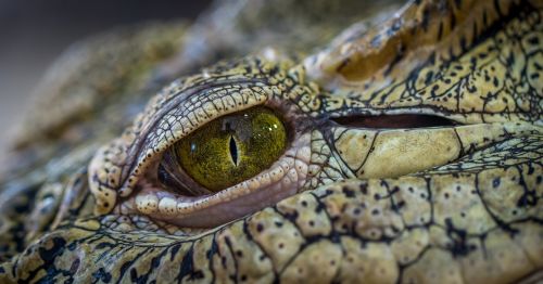 crocodile eye nature