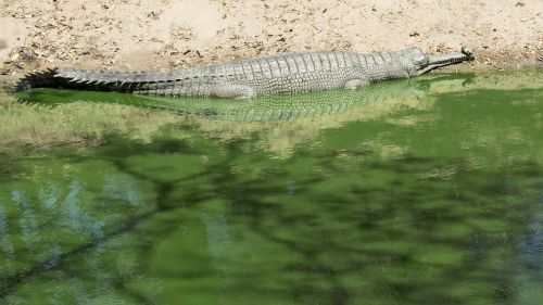 crocodile alligator reptile